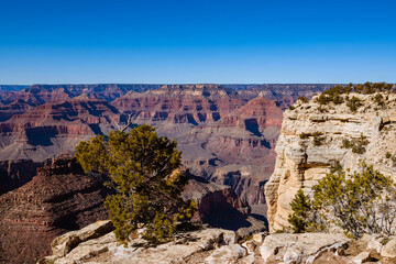 Fototapeta na wymiar Grand Canyon view on clear day with rim and juniper tree in foreground