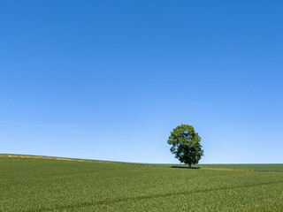A single tree standing in a vast grassland