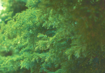 Fototapeta na wymiar Fir branches green spruce. Close up. Spruce needles. Fluffy Christmas tree spruce.
