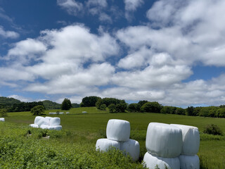 Spring meadow with hay rolls