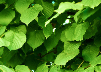 Fototapeta na wymiar Green leaf texture. Leaves texture background. Creative layout of green leaves. Nature background