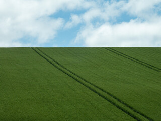 Traces of a tractor on a hill in a wheat field