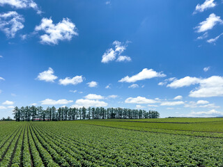 A field with rows of trees