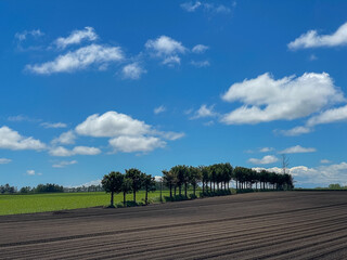 Fototapeta na wymiar Spring field with rows of trees