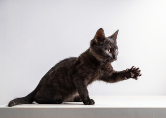 A mischievous dark kitten plays on a light background