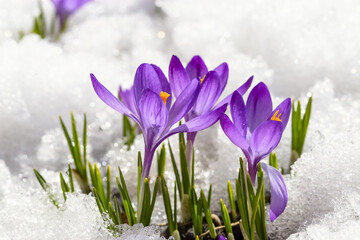 Spring crocus in the snow, lit by the sun