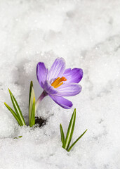 Spring crocus in the snow, lit by the sun