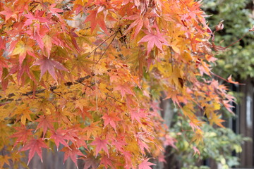 色変わりの紅葉