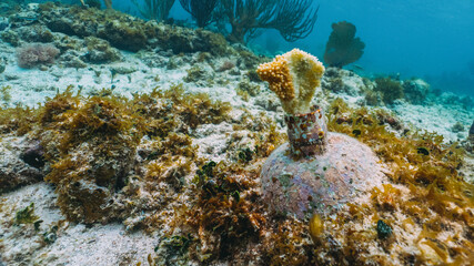 fragment of a coral in a coral farm in mexico