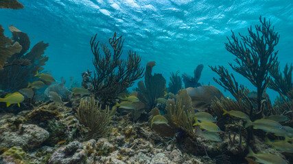 Fototapeta na wymiar underwater photo of fan coral and school of yellow fish in the reef in mexico