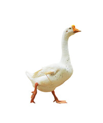 Domestic white goose standing isolated on white background,with clipping path.