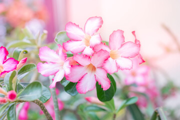 Fototapeta na wymiar Beautiful pink Adenium flowers in the garden.
