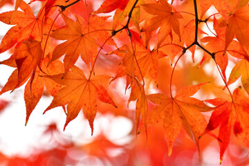 紅葉したカエデの葉