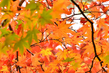 紅葉したカエデの葉