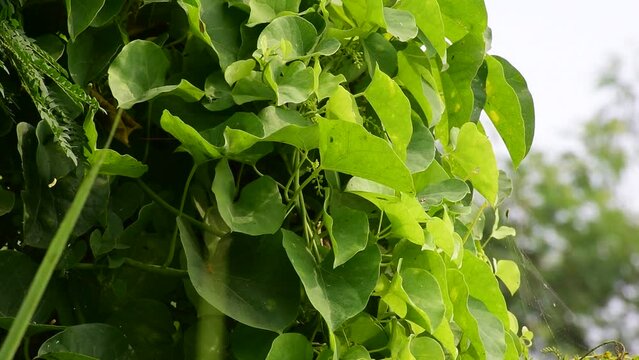 Heart-leaved moonseed green leaves herb. Tinospora cordifolia , tree and green leaves on natural background.