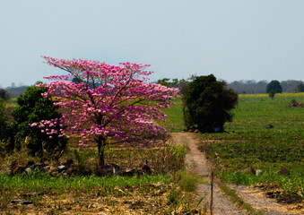 Roble en Paso del Macho, Veracruz