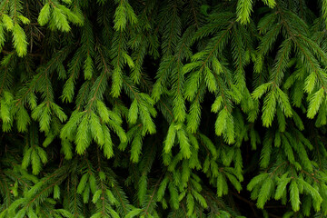 Fir evergreen tree close up
