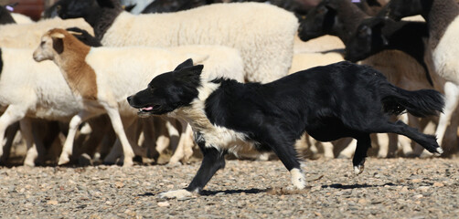 Border collie herding sheep in the harsh Bushmanland climate of South Africa