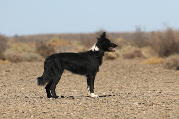 Fototapeta premium Border collie used to herd sheep on a deep rural farm near Brandvlei, South Africa