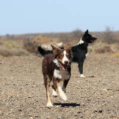 Border collie on a sheepfarm in Bushmanland South Africa