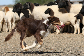 Border collie used to herd sheep on a deep rural farm near Brandvlei, South Africa