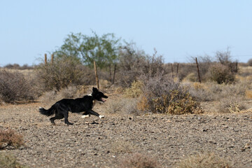 Border collie on a sheepfarm in Bushmanland South Africa
