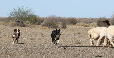 Border collies herding Boesmanlander race sheep on farm near Brandvlei, South Africa. A small sheep it is however very hardry thriving on the sparse vegetation of the area.