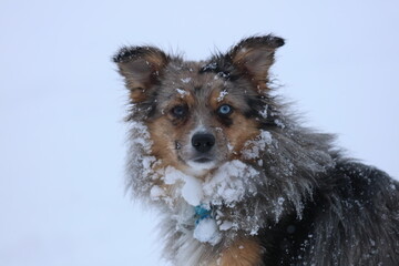 dog with snowballs