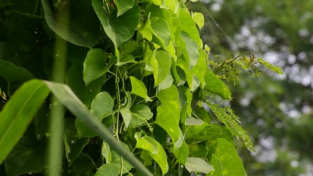 Heart-leaved moonseed green leaves herb. Tinospora cordifolia , tree and green leaves on natural background.