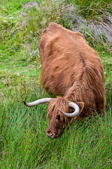 Highland Cow liegend im hohen Gras in den Highlands von Schottland