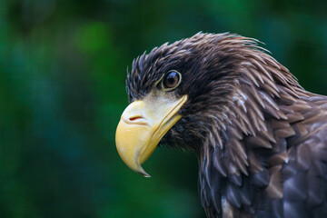 The Stellers sea eagle is a very large bird of prey in the hawk family. Background with selective focus