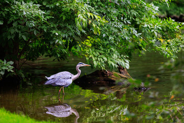 Gray heron in the pond. Background with selective focus