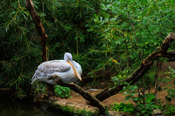 Curly pelican on a tree branch. Background with selective focus