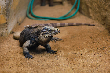 Iguana. Background with selective focus and copy space