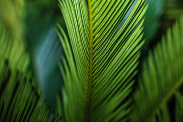 Sago Palm . Leaf patterns . selective focus