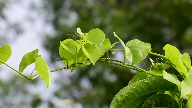 Heart-leaved moonseed green leaves herb. Tinospora cordifolia , tree and green leaves on natural background.