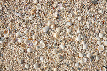 Seashells
