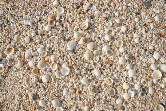 Seashells