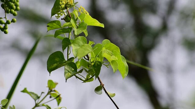 Heart-leaved moonseed green leaves herb. Tinospora cordifolia , tree and green leaves on natural background.