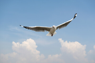 Seagulls flying in beautiful blue sky  background