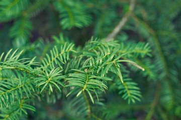 Fototapeta na wymiar Taxus baccata green twig texture. Berry yew plant texture background.