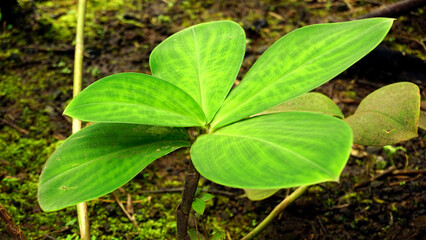 costus malortieanus has green leaves, oval in shape and dense hair