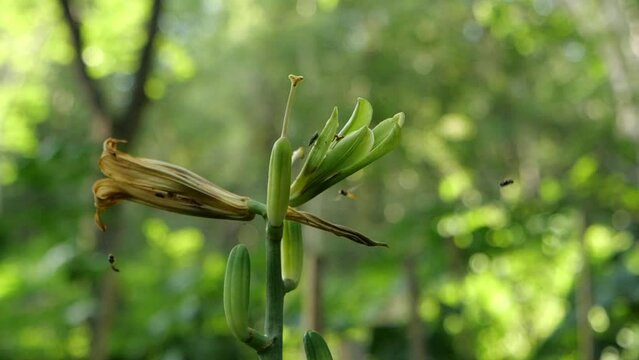 Cardiocrinum glehnii or Cardiocrinum cordatum in slow motion in wild forest