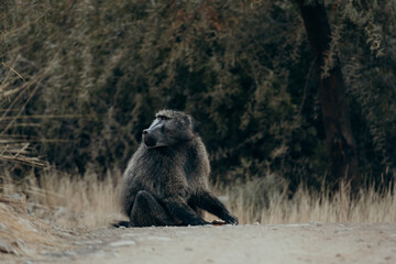 Portrait eines schwarzen männlichen Bärenpavian (Papio ursinus), der aus einer Müsli-Tüte frisst, die er zuvor auf einem Campingplatz im Neukluft-Gebirge gestohlen hat, Namibia