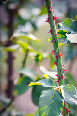 快晴の日に、散策しながら美しいバラを楽しむ喜び