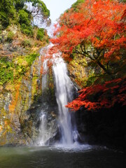 Fototapeta na wymiar 箕面大滝と紅葉