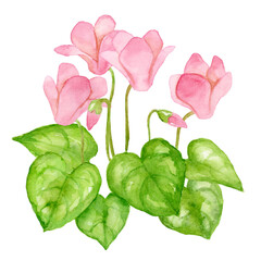 ピンク色のシクラメンの花の水彩画