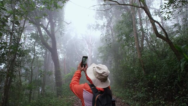 Female ecologist using phone to study plants in forest. Female environmental scientist exploring plants with smartphone in rainforest. Botanists work on field surveys.