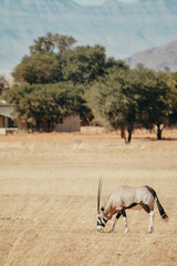 Portrait einer im hohen Gras stehenden und grasenden Oryx am Rand des Campingplatzes von Sesriem,...