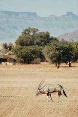 Portrait einer umherlaufenden Oryx am Rand des Campingplatzes von Sesriem, Sossusvlei, Namibia